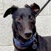 CharlieDogBrown (@charliedogb) Twitter profile photo CharlieDogBrown (@charliedogb) Twitter profile photo