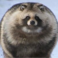 Fat Raccoon (@000000000zxcvbn) 's Twitter Profile