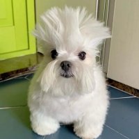 , (@chitinspore) 's Twitter Profile