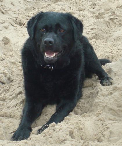 Labrador_Senna's profile picture. Ben vriendelijk,betrouwbaar,en heb altijd goede zin.