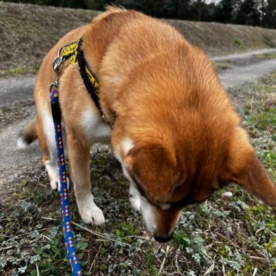 日本🇯🇵という国を誇りに思います。ぽろ(12歳)と正吉(3歳)と愉快に暮らしています。晩酌多めです。たどたどしいウクレレ を弾くことがあります♬何卒何卒。