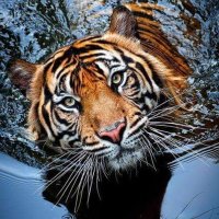 Titan (@4428ramk) 's Twitter Profile