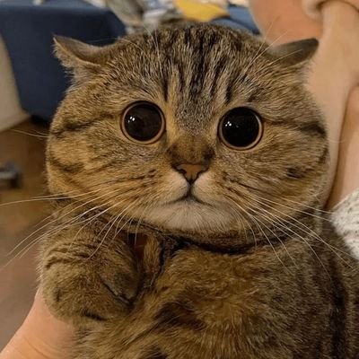 ikaanrs's profile picture. HHS's