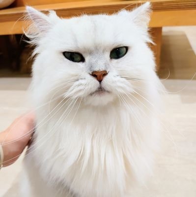 07tomo04's profile picture. 90年代後半のヴィジュアル系(ラクリマ)とかが好きで、2000年頃には関東のライブハウスにも色々行っていました。
ラクリマとか、その頃の思い出とかをツイートするアカウントです。
※追記　2024年からピエラー復活しました🥹
PIERROTを封印していた時期も長かったですが、2024 年からまたピエラー復活しました✨