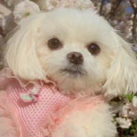 ティナピ本垢.°ʚ🎀ɞ°.*•.❥*.。 (@tinapi_mio) 's Twitter Profile