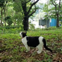 maru@猫猫猫 (@super6hm2016) 's Twitter Profile