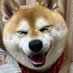 柴犬 ちいちゃん日記 (@lryygqzh4l9izb3) Twitter profile photo 柴犬 ちいちゃん日記 (@lryygqzh4l9izb3) Twitter profile photo