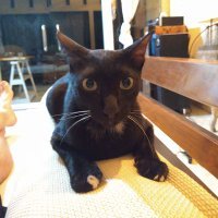 crypomsdt's profile picture. - insert tokens to play -