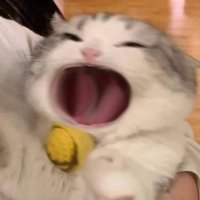 aika (@aikaphoria) 's Twitter Profile