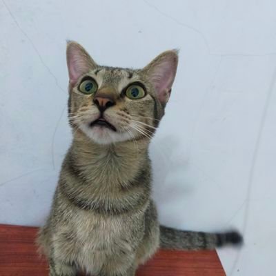 izmeayeah's profile picture. gada apa-apa