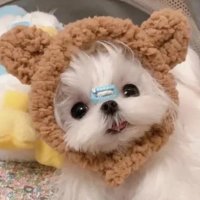 xiuxiuxiuduang(🧡 Ordzaar) (@superpigfox) 's Twitter Profile