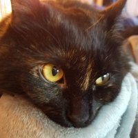 blockcain4gov's profile picture. Just an American trying to do better for myself and everyone. We're all in this together. Blockchain Technology Advocate.