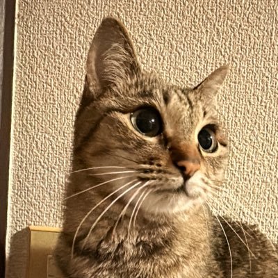 とても大切な人がいます𖦹🐈👨‍⚕️💕🌿miu🐈♡（9さい乳腺腫瘍）とおひとりさま(51歳)の日常。ピアノ＊美容＊料理＊散歩(軽い有酸素運動)＊日々ダイエット(11/24~16時間ファスティング継続中)＊ひとり言＊独り言＊DM🆖フォロー後のDM不要です！