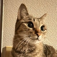 miu✺⋆*ohitorisama🐈💕(@teru05729165) 's Twitter Profile Photo