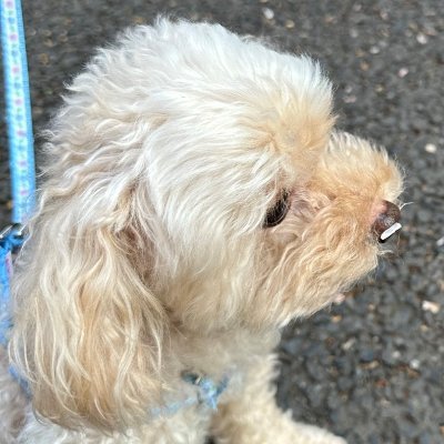 itaosan3's profile picture. コーポレートエンジニア / 発言は個人の見解であり、所属組織とは関係ありません