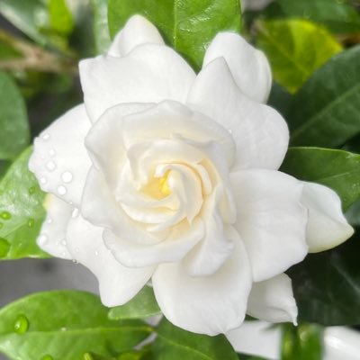 kobito_void's profile picture. 人を呪わば穴二つ