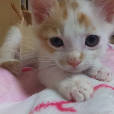 自分からは投稿とかしないけど
ある人のを見る為にTwitterをやり始めた。

好きな○○
猫🐈️
サッカー⚽️
ヴィッセル神戸🐮
ある人🥺