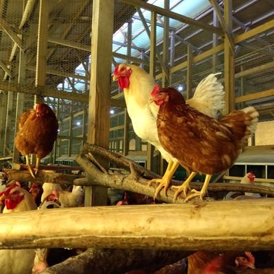 【昔ながらの平飼い卵】

🐔遺伝子組換え飼料は使用しておりません。
また、トウモロコシ収穫後の農薬散布も行なっていない飼料のみ使用/抗菌剤/抗生物質/酸化防止剤/カビ防止剤などを含まない「安全・安心」な卵です。
※卵殻のクチクラ(細菌の侵入を防ぐ層)を保護する為、卵の水洗や塩素消毒も行なっておりません🐔