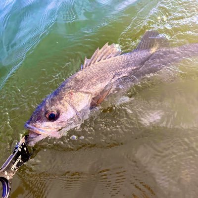 山形県庄内でシーバスメインでやっております。青物、フラット、etc. 山形県内中心で釣りしてます。情報交換、ルアー情報など、よろしくお願いします。釣りを楽しみたい