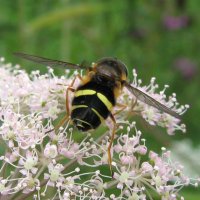 Flora Conservation UK (@floraconsuk) 's Twitter Profile