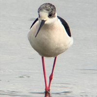 BranstonBirder(@branstonbirder) 's Twitter Profile Photo