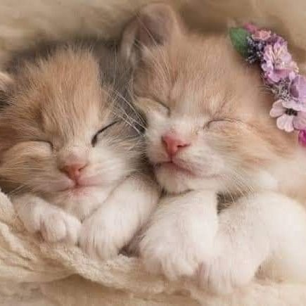 @helpcatsmsallam