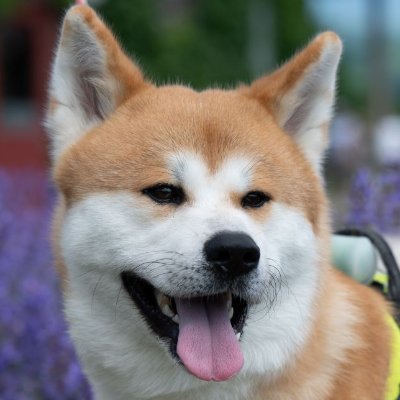 北海道の風景や野生生物が主な被写体でしたが、最近は演奏会撮影がメインになっています。
perlをいじって、掲示板スパム対策もしていました。
広告は誰のため?広告は必要ですか? 欲しいものは自分で調べますよね。それとも、広告が表示されるまで何も買わずに待ちますか? そもそも、その広告は本当に安全ですか?信用できますか?