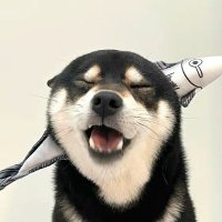 Siwei Wu（吴思为） (@siweiwu7) 's Twitter Profile Photo