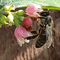 John Bee - Amateur Apiarist(@won2winit) 's Twitter Profile Photo