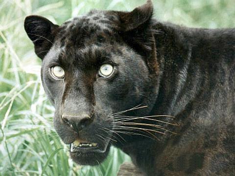 FunWithAnagrams's profile picture. Anagrams about Canadian and international subjects revealing the hidden witty truths. The photo?  Stephen Harper = Panther Herpes