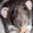 opinonperg's profile image