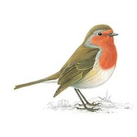 Robin Class (@robinclassrpis) 's Twitter Profile Photo Robin Class (@robinclassrpis) 's Twitter Profile Photo