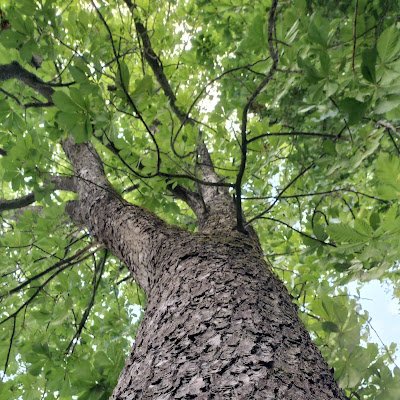 Collectif de défense des arbres du Lycée Douanier Rousseau.