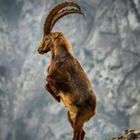 Wasim khan (@wasimkhan___) 's Twitter Profile
