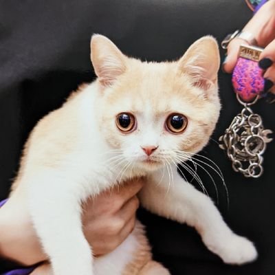 bohlinlove's profile picture. 