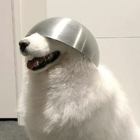 Silver Bowl Head Dog (@silverbowldog) 's Twitter Profile