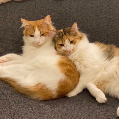 momoao2023's profile picture. ふわふわ三毛猫のももちゃん(女の子)と甘えんぼ茶白のあおちゃん(男の子)保護猫。和風猫本舗さんと猫の里親を探す会さんからやってきました。かわいいふわふわ猫ズ 似てるけど兄弟じゃないよ。