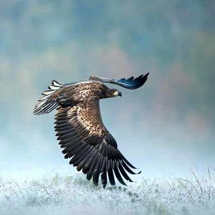 ConnyPli's profile picture. 🖤🤍❤️ 🕊🤍💙❤️