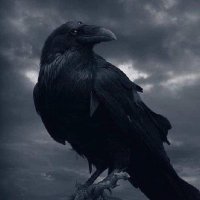 Raven(@Rave4Raven) 's Twitter Profile Photo