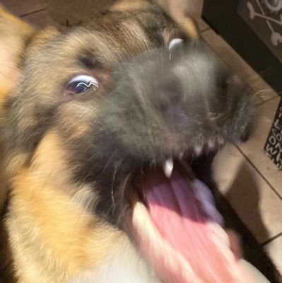 Fennixx's profile picture. Level 36 . she/her