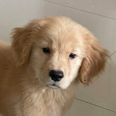 💖Book/Art/Astrology/Puppies/Food💖 เป็นWriterแบบแกล้งๆ ดูดวงได้แบบแกล้งๆ