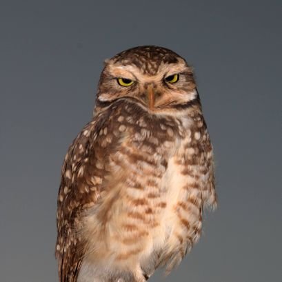 CarlosR68509487's profile picture. 