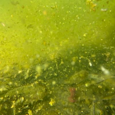 DamgoodHersh's profile picture. 