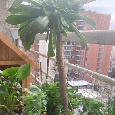 valefaguz's profile picture. Aprendiz y sobreviviente. Tímida y audaz a veces. Me gusta saber un poco de todo. No me creo superior a nadie.