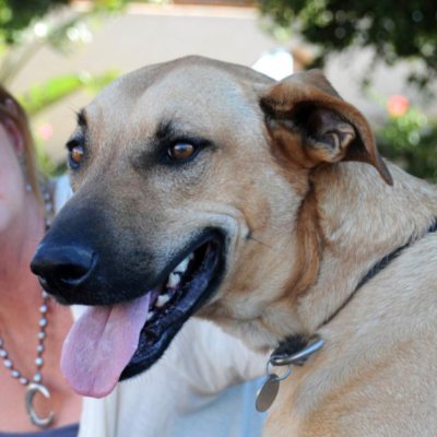 Rescuing, providing sanctuary and sterilizing the street dogs of Baja, Mexico. 

Helping the forgotten, neglected, and rejected.