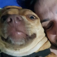 valent (@valevivaldi) 's Twitter Profile