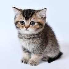 First time twitter user. Woke sjw LGBTQIA+ Foodie! l love animals: especially cats. pronouns: she/her. Down with capitalism/fascism/racism/sexism/trump.
