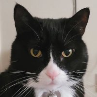 Mo🐈‍⬛ & Jo👵(@MightyMolasses) 's Twitter Profile Photo