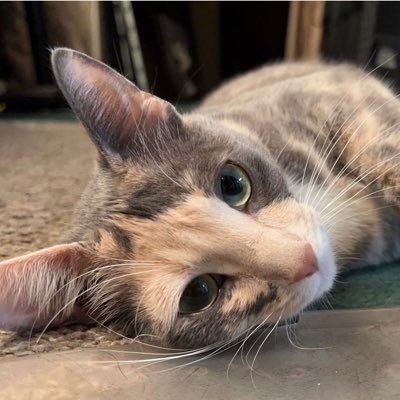 Kno_ur_oreo's profile picture. 