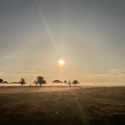 skylarkbluejay's profile picture. A lone survivor of this nonsensical world